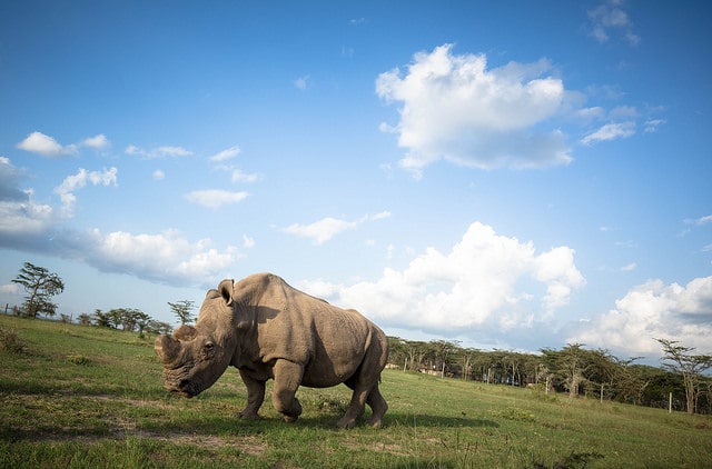 Ol Pejeta white northern rhino at one of Kenya's best parks