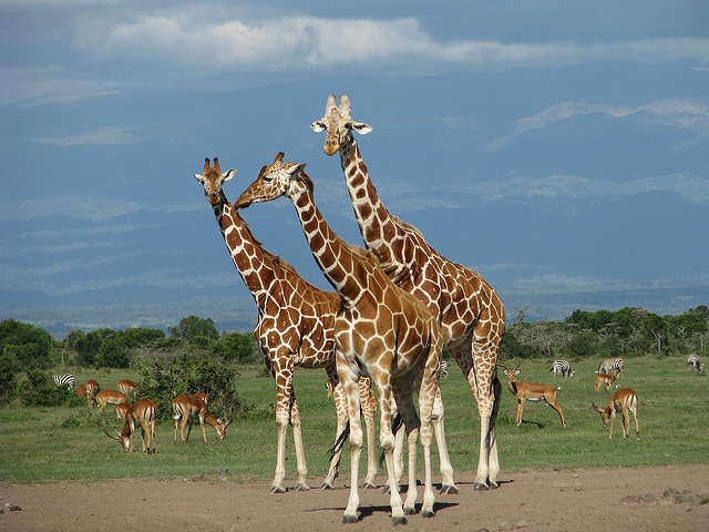 Reticulated giraffe