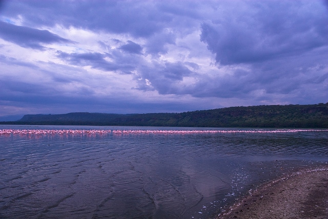 Lake Nakuru flamingos