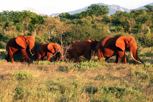 Tsavo red dusted elephants