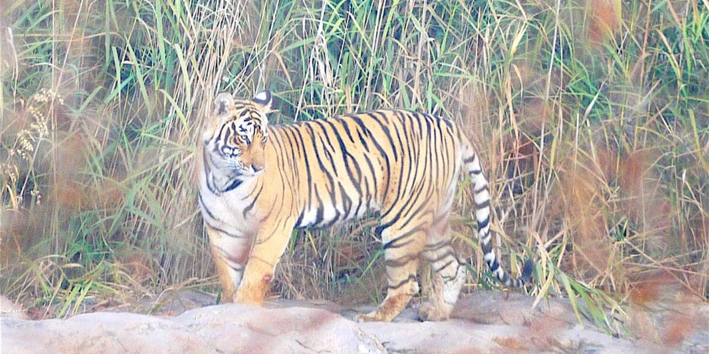 Tiger on safari in Asia in Ranthambore