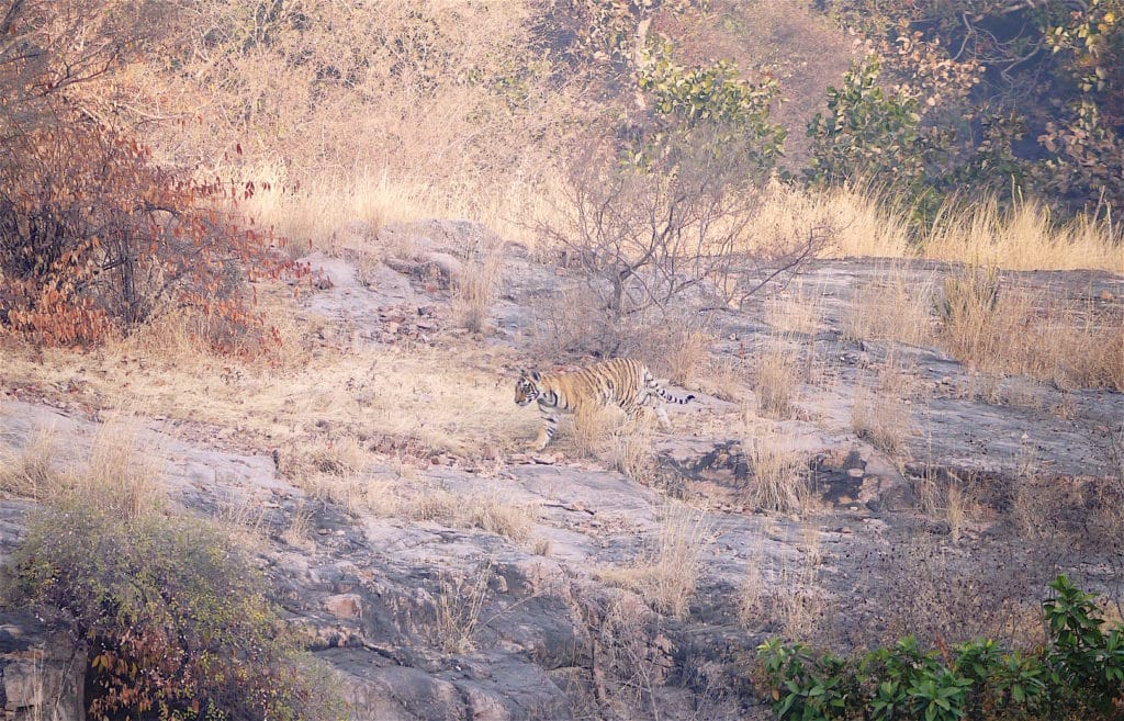 Tiger in Ranthambore