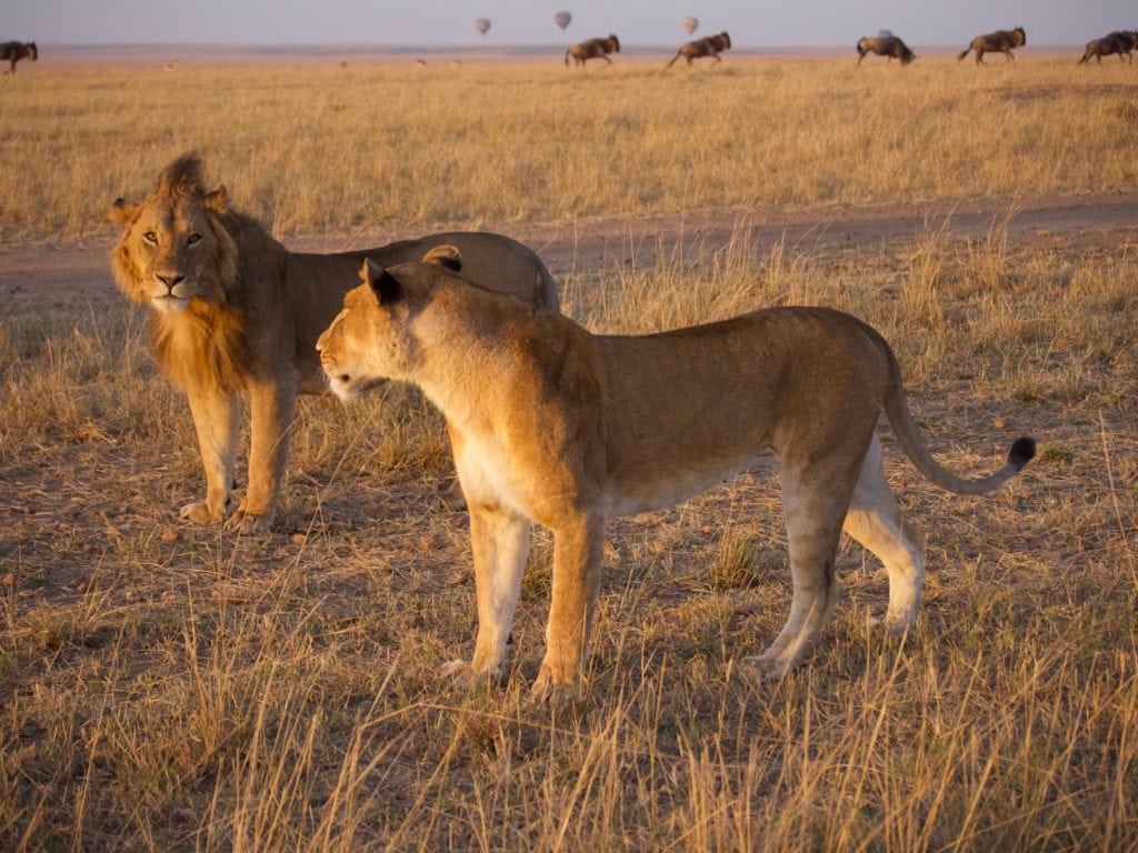Lions in the Masai Mara, one of Kenya's best parks