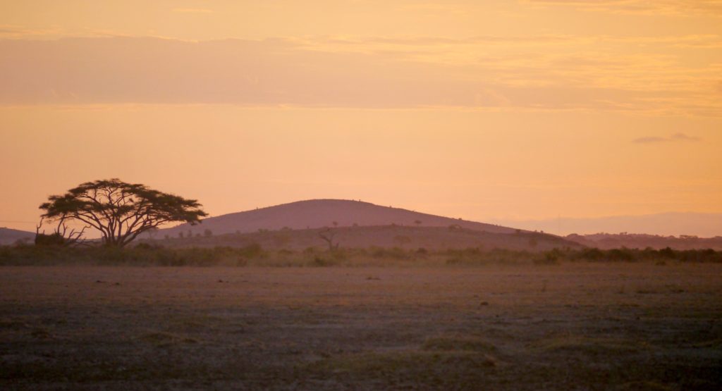 Typical day on safari