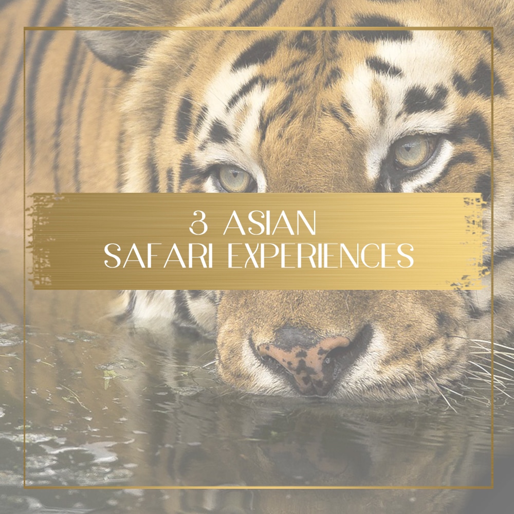 Safari in Asia feature