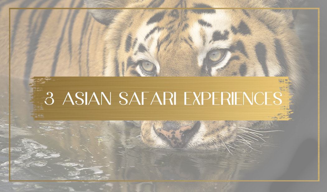 Safari in Asia main
