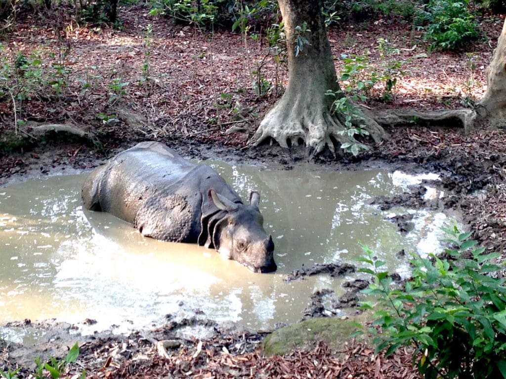 Spotting a rhino in Chitwan while on safari in Asia