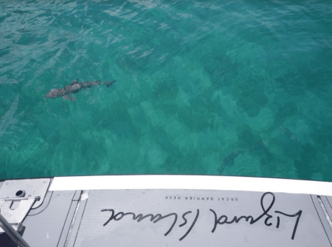 Shark off the boat at Lizard Island resort