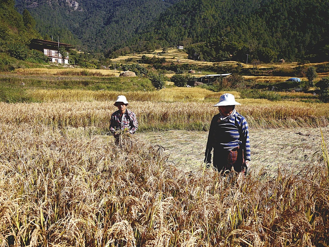 Farmers in rice fields in Punakha