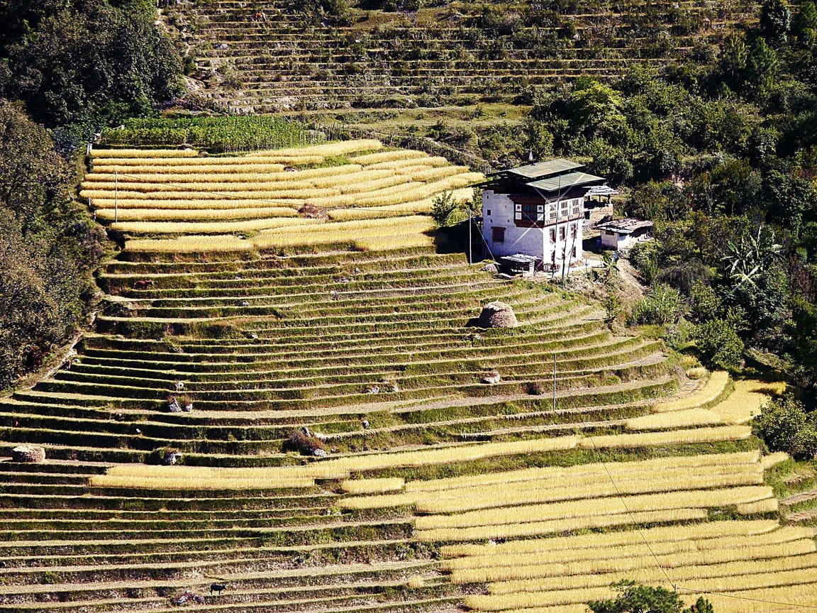 Rice fields Punakha
