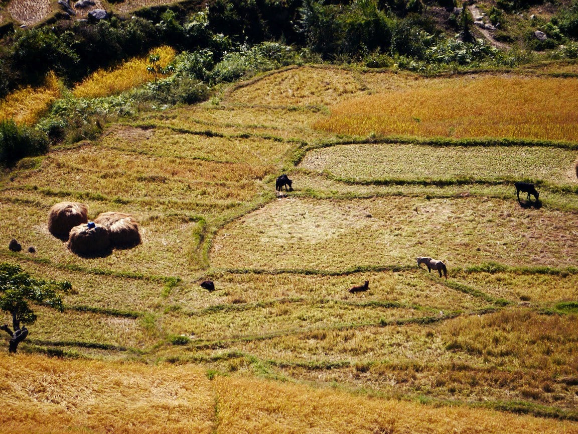 Rice fields Punakha