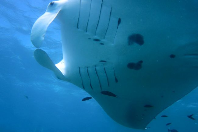 Manta in Yap