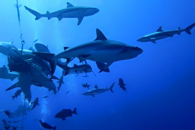 Sharks at vertigo point in Yap