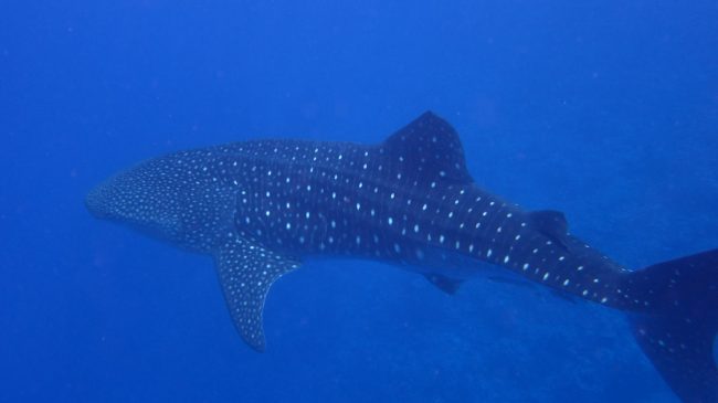 Whale shark in Yap