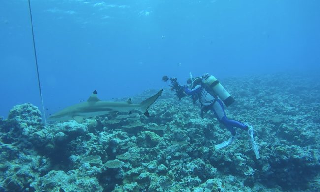 Sharks at Vertigo in Yap