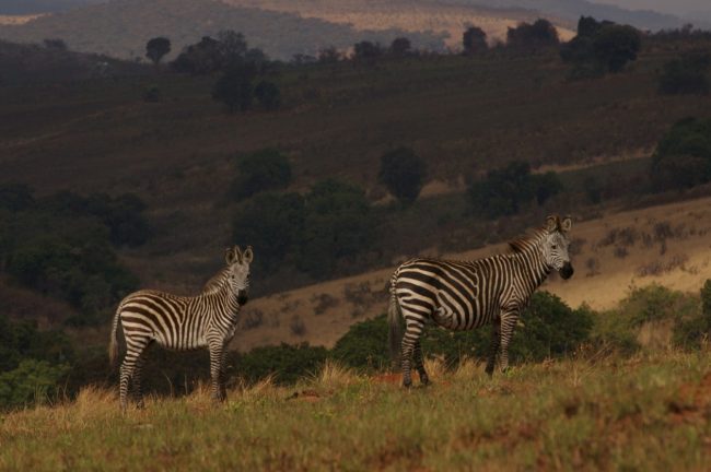 Zebras in Nyika National Park in Malawi