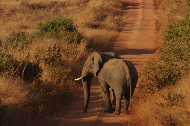 Spotting elephants on safari in Malawi