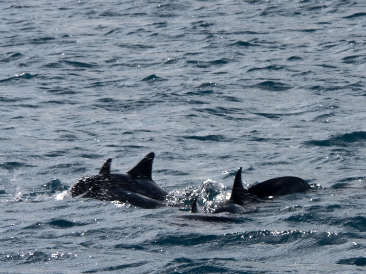 Dolphin watching in Guam