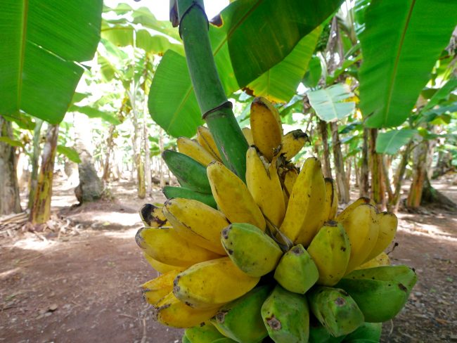 Banana forest Chuuk