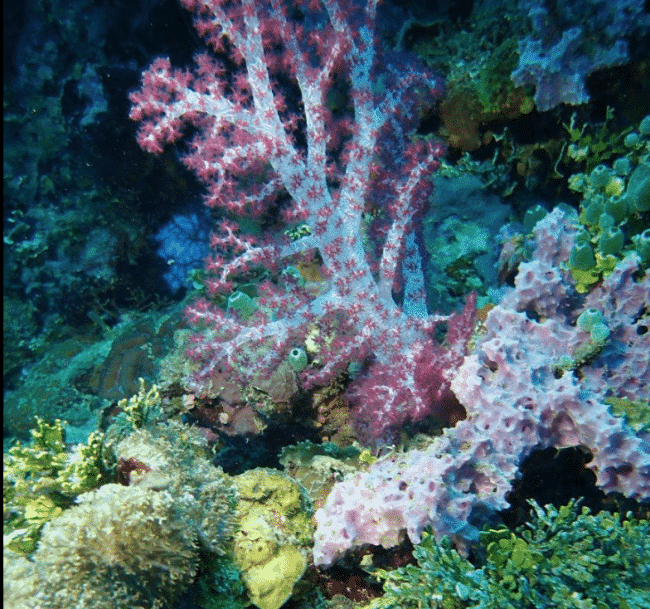 Soft corals in Chuuk Lagoon