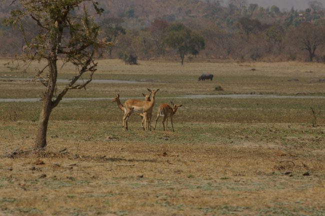 If you don't spot the Big 5, you'll definitely see a variety of wildlife in Malawi 