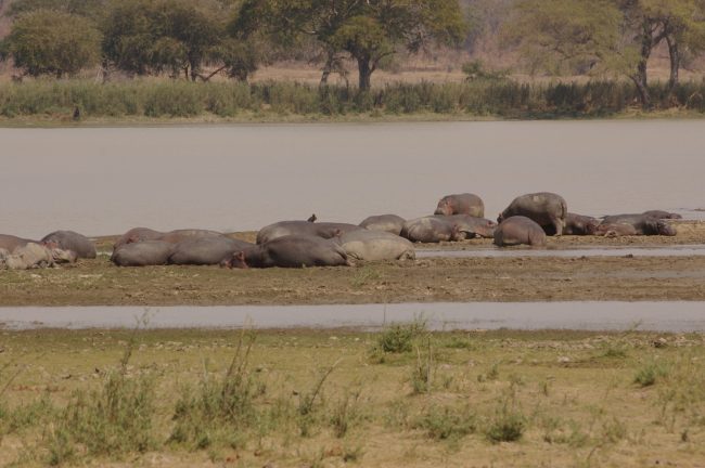 Beached hippos lazing in the sun in Vwaza