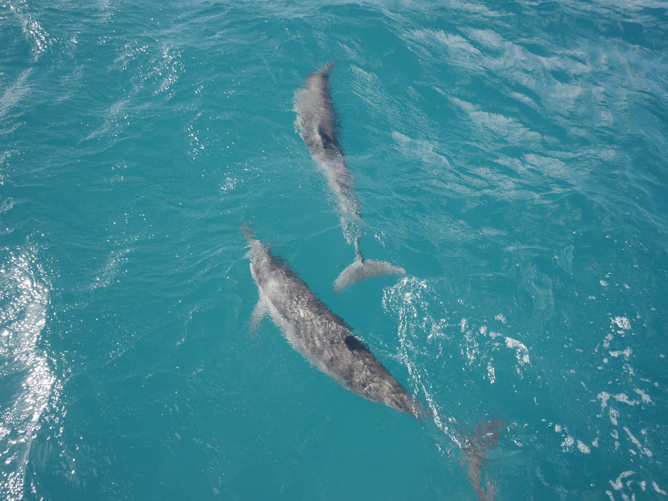 Watching dolphins in Guam