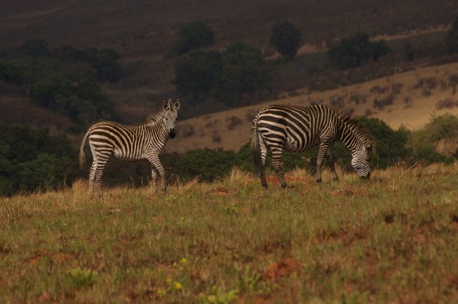 Zebras having some lunch at Nyika