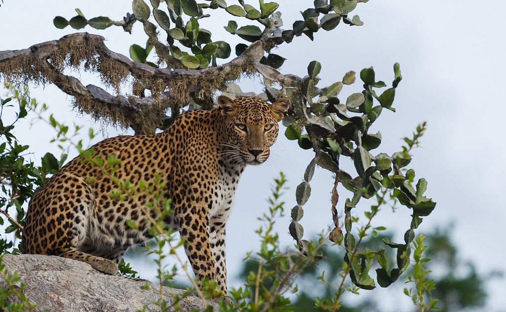 Sri Lankan Leopard