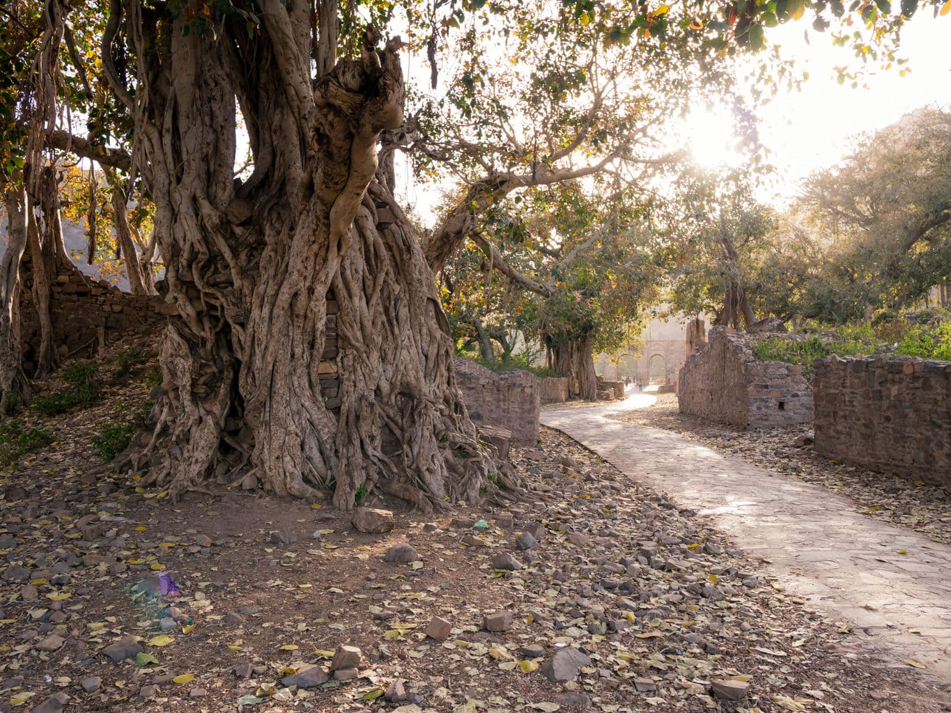 Ancient trees at Bhangarh Fort