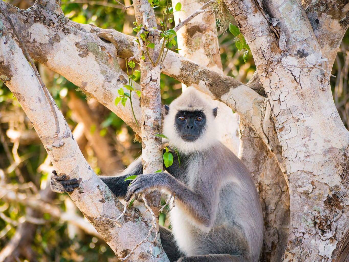 Monkey at Yala