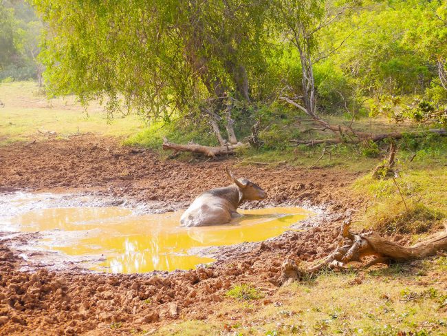 Water buffalo