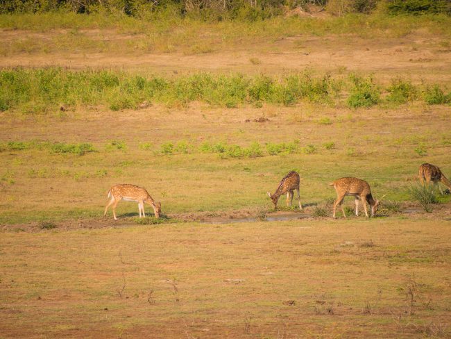 Deer of Yala