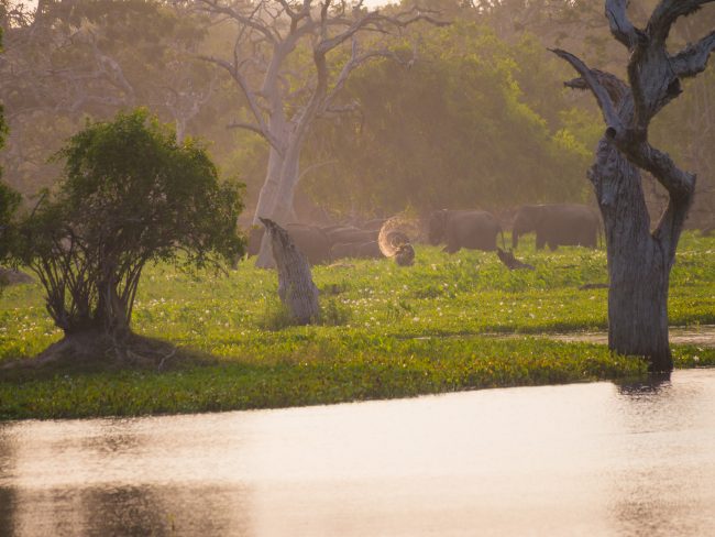 Elephants of Yala