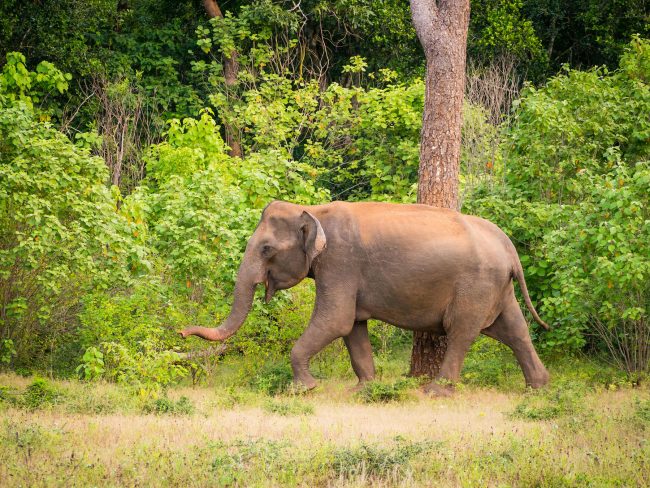 Wildlife at Yala