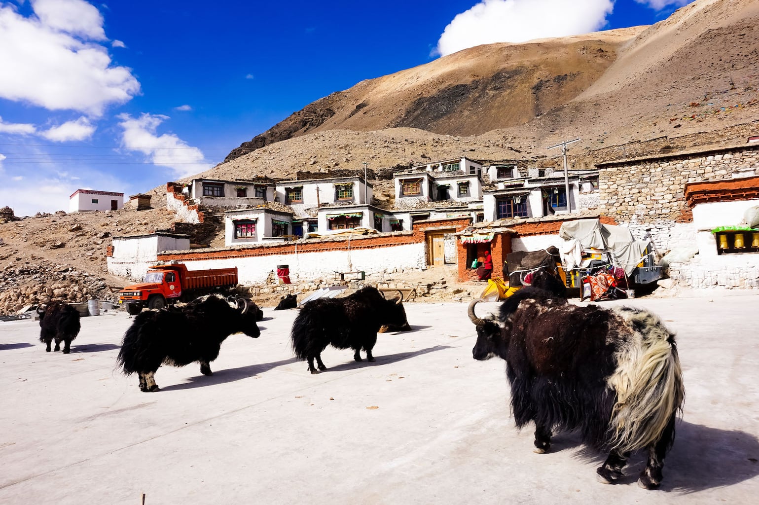Yaks in high altitudes