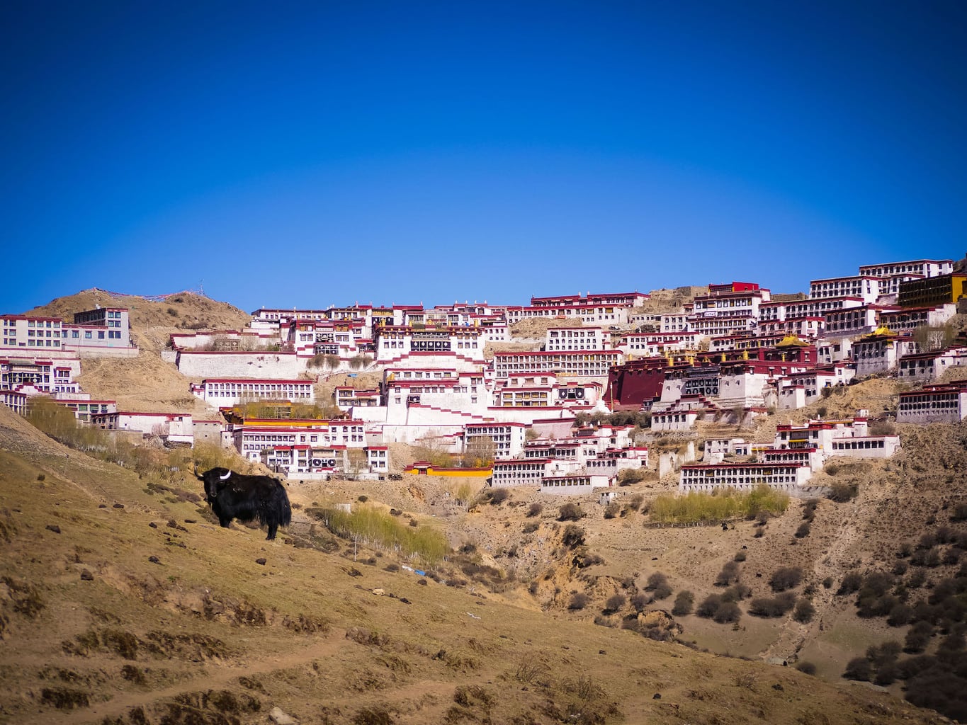 Up in Tibet