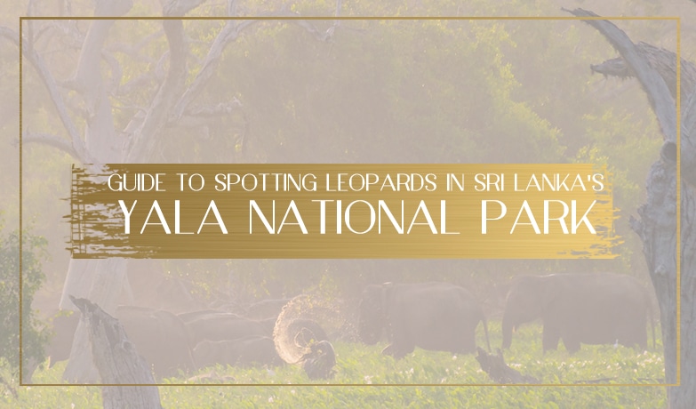 Yala National Park Main
