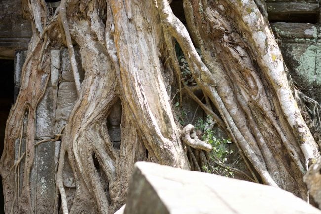 Ta Prohm roots