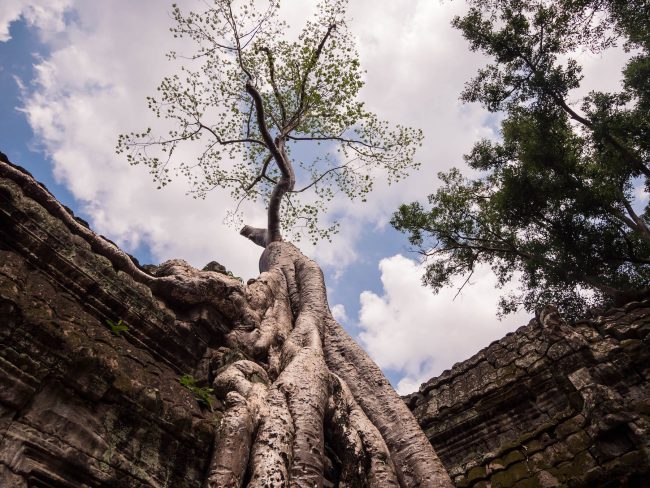 Ta Prohm tree