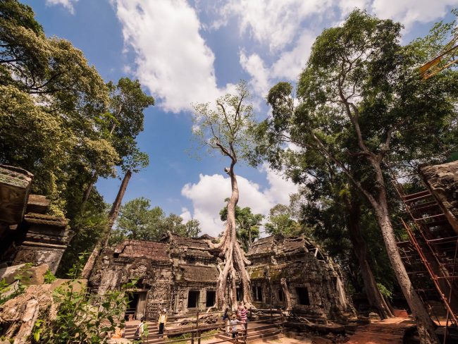 Ta Prohm tree