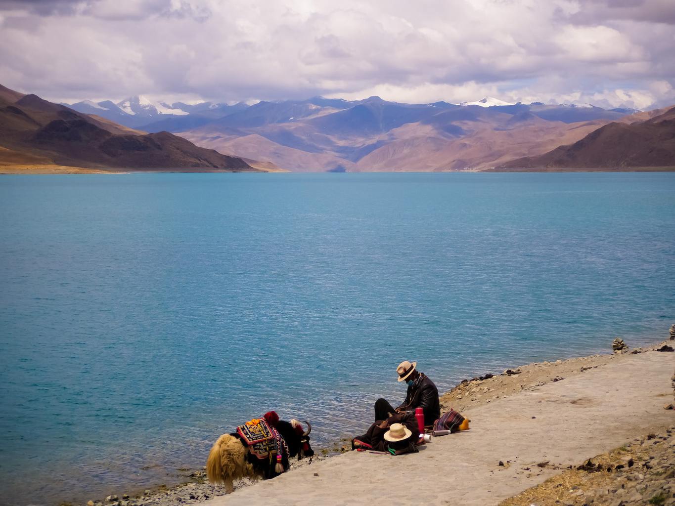 Herder and yak at Yamdrok lake