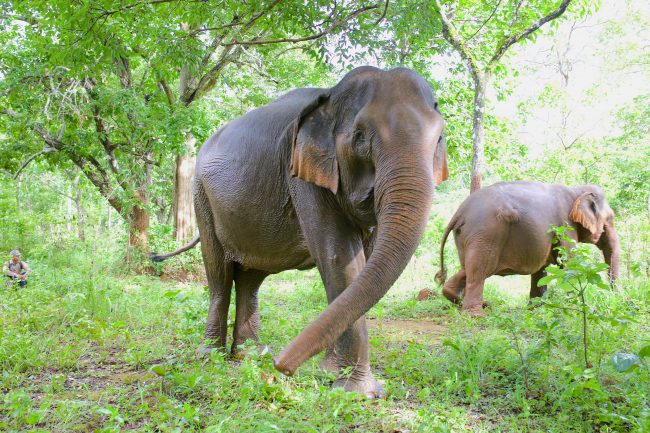 Elephants in Mondulkiri