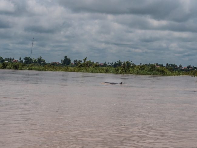 Irrawaddy dolphins