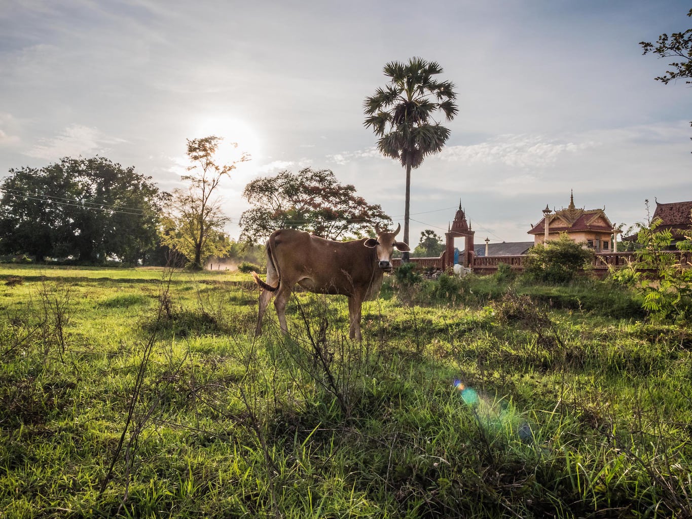 Cow on Koh Trong