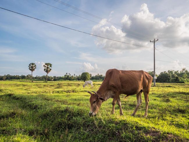 Cow on Koh Trong