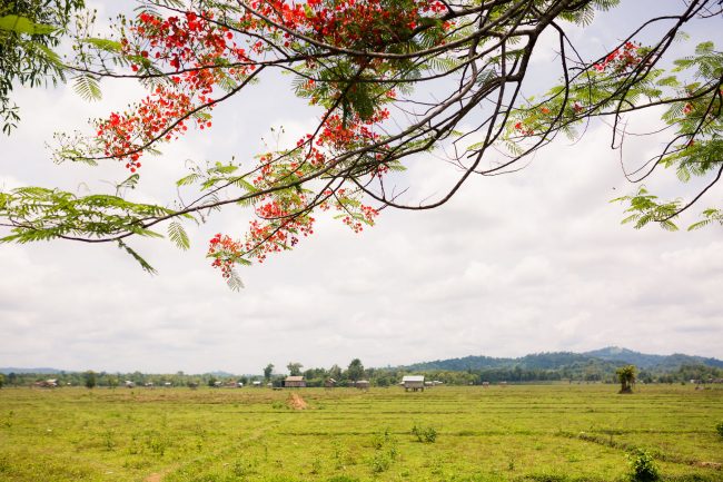 Rice fields