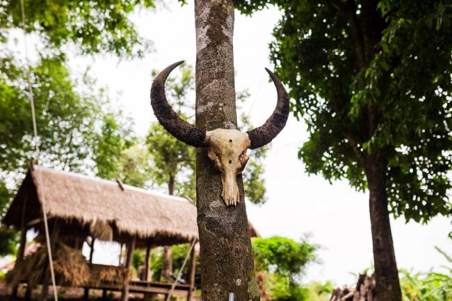 Water buffalo skull