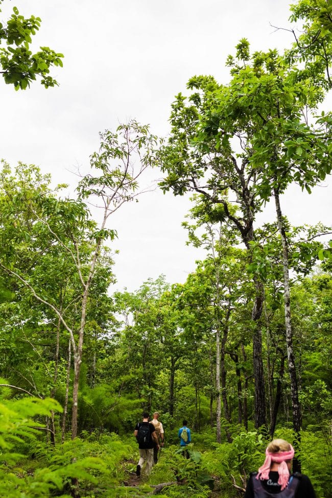 Jungle trekking in Ratanakiri