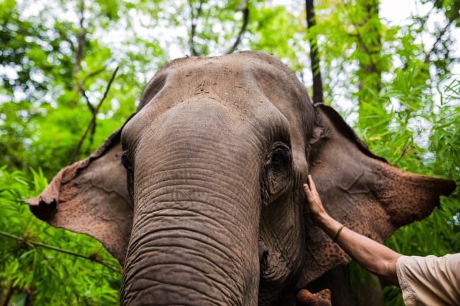 Petting the elephant